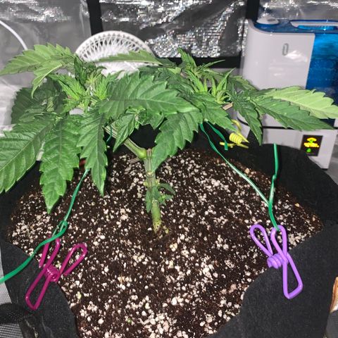 Green Crack growlog timeline photo