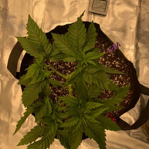 Green Crack growlog timeline photo