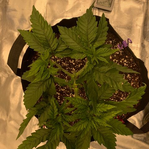 Green Crack growlog timeline photo