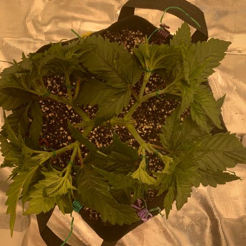 Green Crack growlog timeline photo