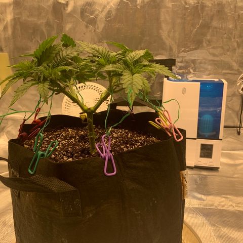 Green Crack growlog timeline photo