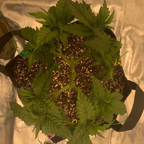 Green Crack growlog timeline photo