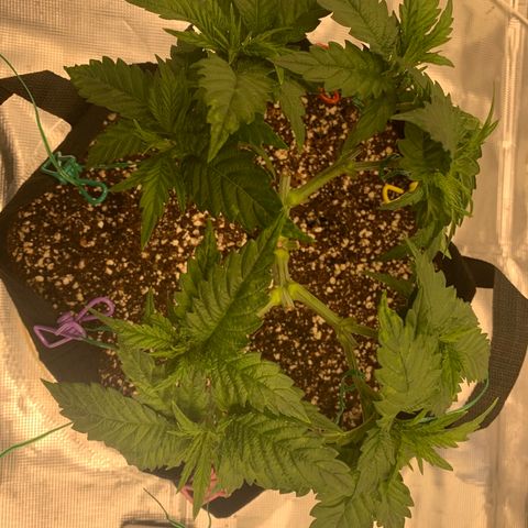 Green Crack growlog timeline photo