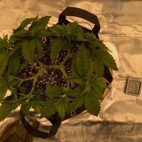 Green Crack growlog timeline photo