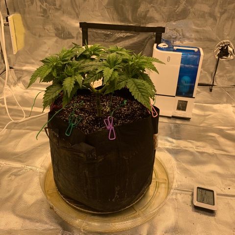 Green Crack growlog timeline photo