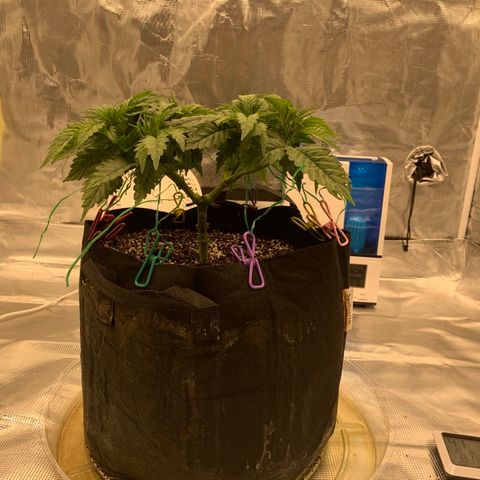 Green Crack growlog timeline photo