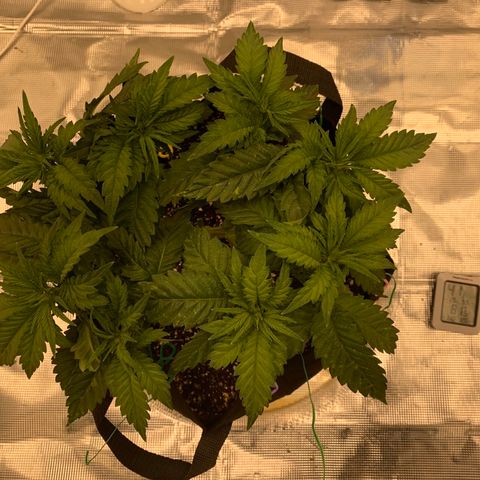 Green Crack growlog timeline photo