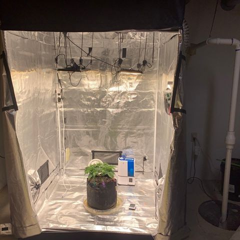 Green Crack growlog timeline photo