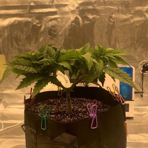 Green Crack growlog timeline photo