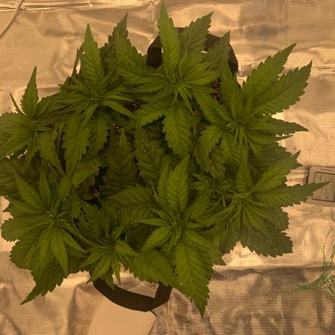 Green Crack growlog timeline photo