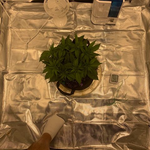 Green Crack growlog timeline photo