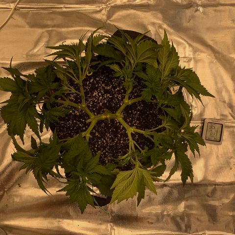 Green Crack growlog timeline photo