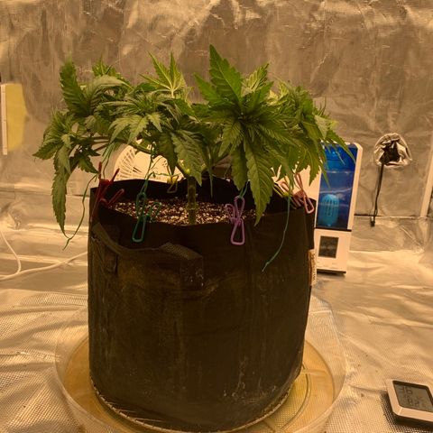 Green Crack growlog timeline photo