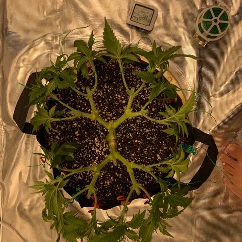 Green Crack growlog timeline photo