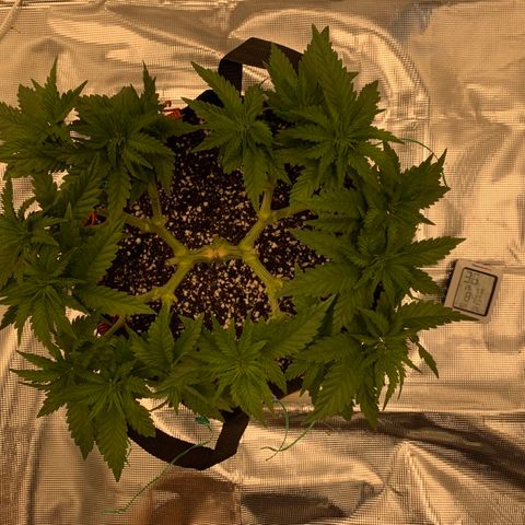 Green Crack growlog timeline photo