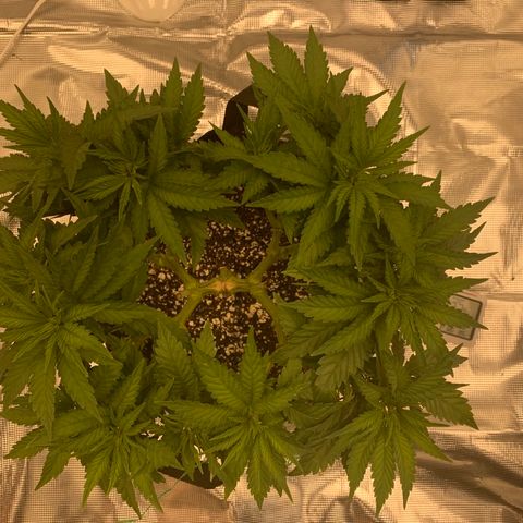 Green Crack growlog timeline photo