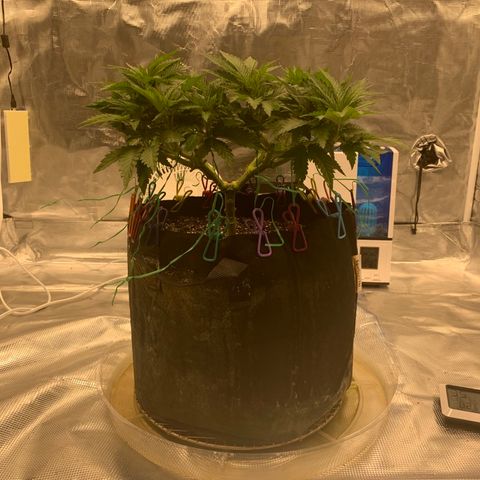 Green Crack growlog timeline photo