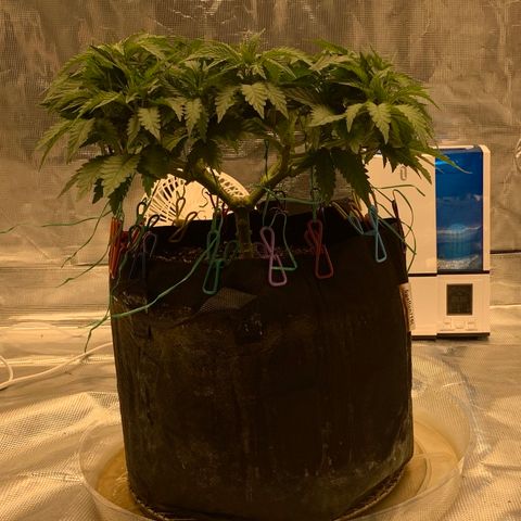 Green Crack growlog timeline photo