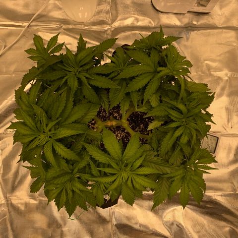 Green Crack growlog timeline photo