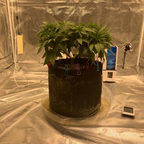 Green Crack growlog timeline photo