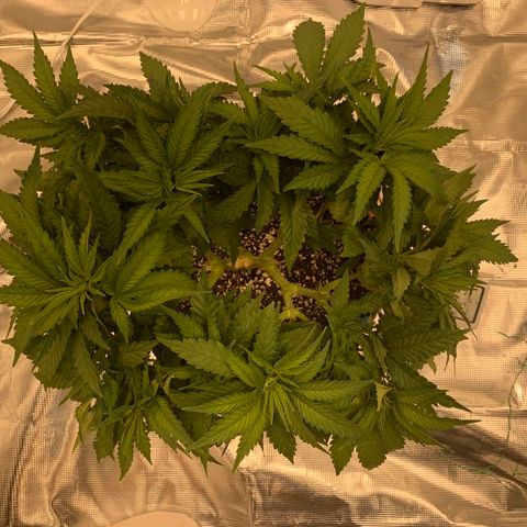 Green Crack growlog timeline photo