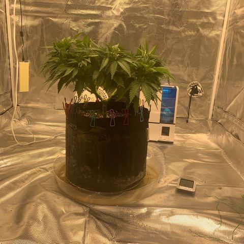 Green Crack growlog timeline photo