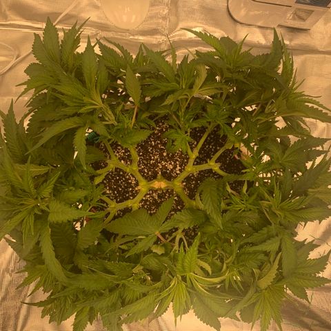 Green Crack growlog timeline photo