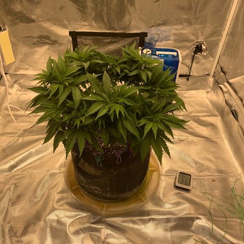 Green Crack growlog timeline photo