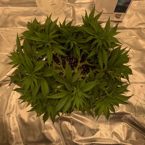 Green Crack growlog timeline photo