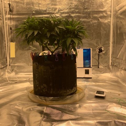 Green Crack growlog timeline photo