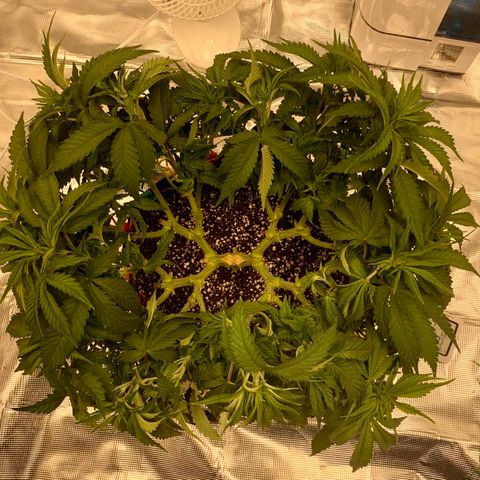 Green Crack growlog timeline photo