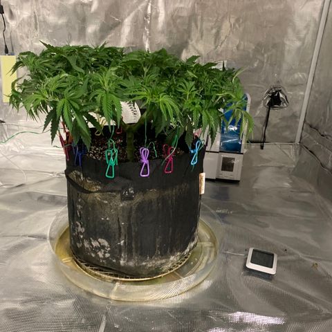 Green Crack growlog timeline photo