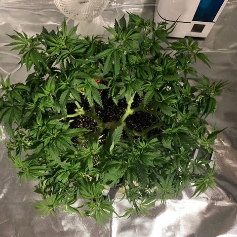 Green Crack growlog timeline photo