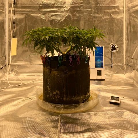 Green Crack growlog timeline photo