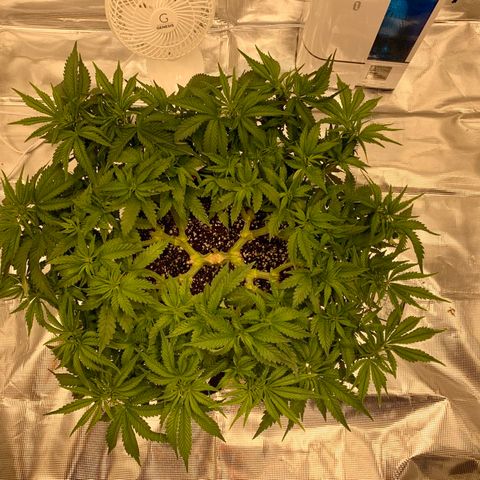 Green Crack growlog timeline photo