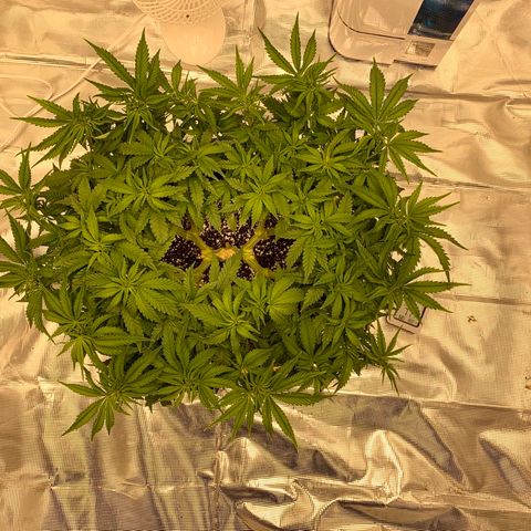 Green Crack growlog photo: Slight nutrient deficiency 