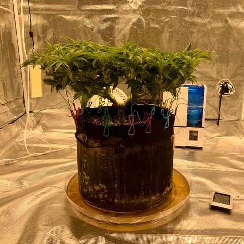 Green Crack growlog photo: Slight nutrient deficiency 