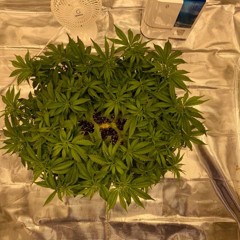 Green Crack growlog timeline photo