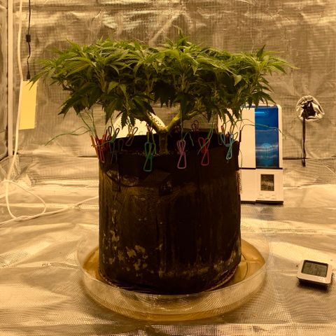 Green Crack growlog timeline photo