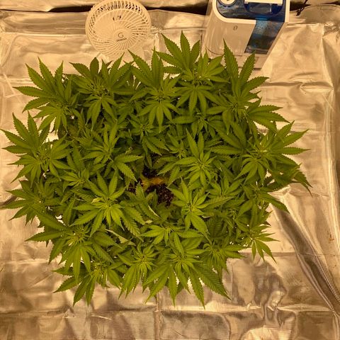 Green Crack growlog timeline photo
