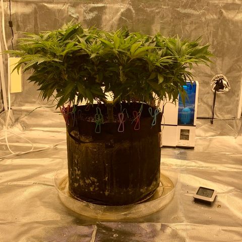 Green Crack growlog timeline photo