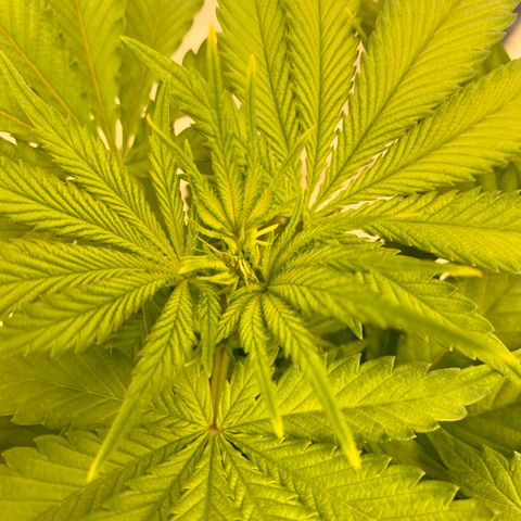 Green Crack growlog timeline photo