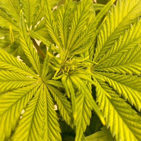 Green Crack growlog timeline photo