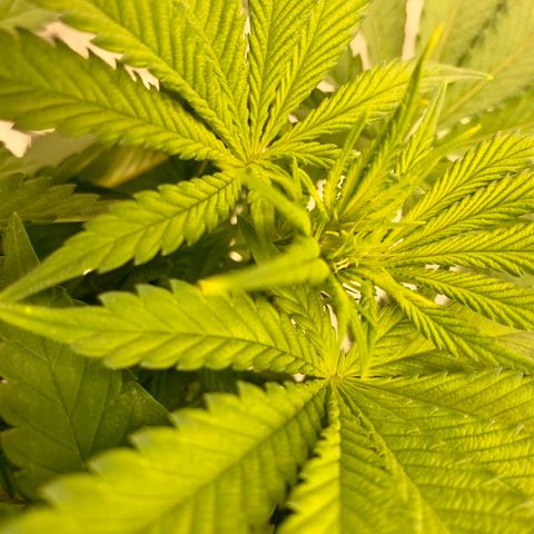 Green Crack growlog timeline photo