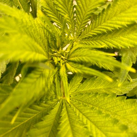 Green Crack growlog timeline photo