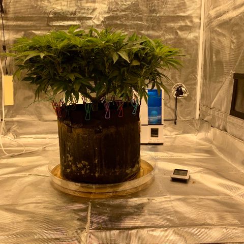 Green Crack growlog timeline photo