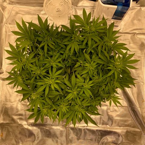 Green Crack growlog timeline photo