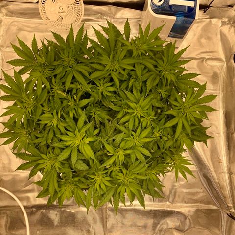 Green Crack growlog timeline photo