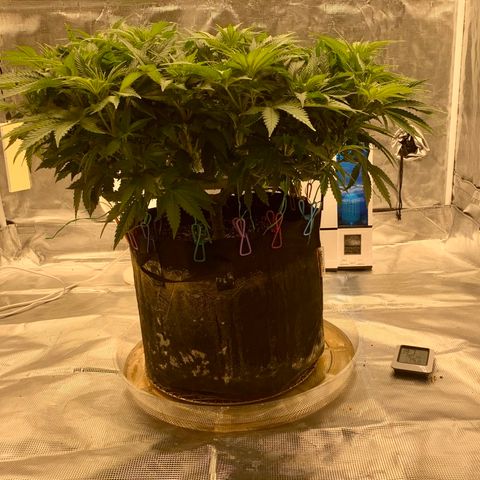 Green Crack growlog timeline photo