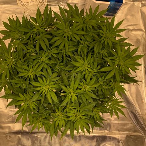 Green Crack growlog timeline photo